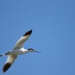 Avocette élégante en vol